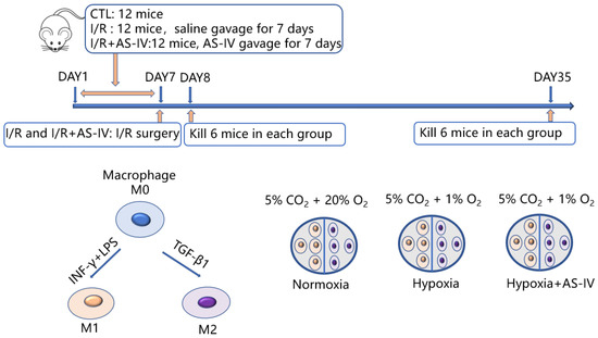 JPM, Vol. 13, Pages 59: Astragaloside IV Targets Macrophages to Alleviate Renal Ischemia-Reperfusion Injury via the Crosstalk between Hif-1α and NF-κB (p65)/Smad7 Pathways