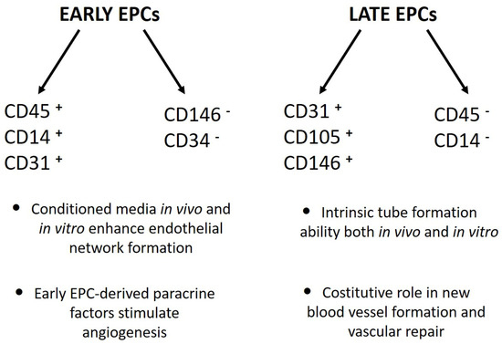 Cells, Vol. 12, Pages 112: The Long Telling Story of “Endothelial Progenitor Cells”: Where Are We at Now?
