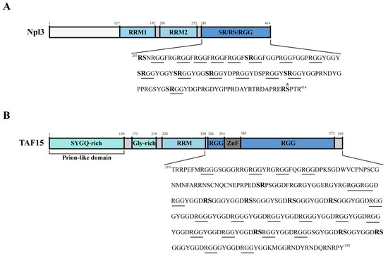 Cells, Vol. 12, Pages 126: SR Protein Kinase 1 Inhibition by TAF15