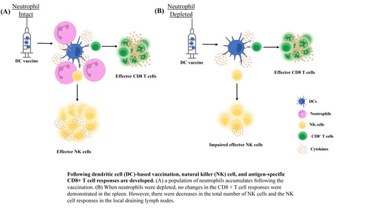 Cells, Vol. 12, Pages 121: Dendritic Cell-Based Vaccines Recruit Neutrophils to the Local Draining Lymph Nodes to Prime Natural Killer Cell Responses