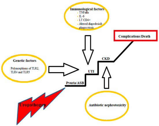 Medicina, Vol. 59, Pages 49: Chronic Kidney Disease, Urinary Tract Infections and Antibiotic Nephrotoxicity: Are There Any Relationships?