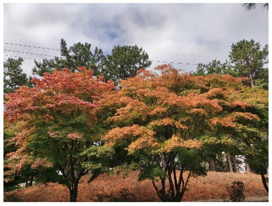 Antioxidants, Vol. 12, Pages 65: Comparison of Antioxidant Properties and Metabolite Profiling of Acer pseudoplatanus Leaves of Different Colors