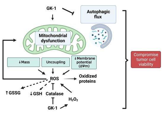 Antioxidants, Vol. 12, Pages 56: GK-1 Induces Oxidative Stress, Mitochondrial Dysfunction, Decreased Membrane Potential, and Impaired Autophagy Flux in a Mouse Model of Breast Cancer