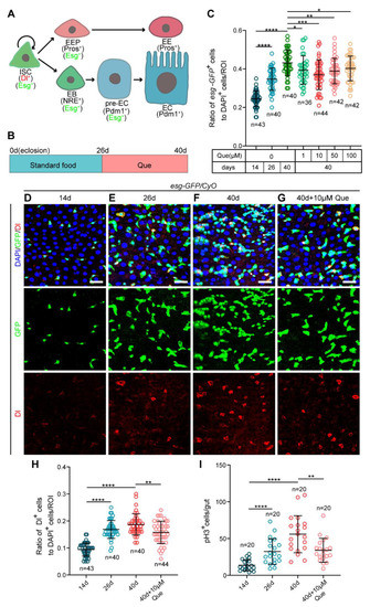 Antioxidants, Vol. 12, Pages 59: Quercetin Prevents Intestinal Stem Cell Aging via Scavenging ROS and Inhibiting Insulin Signaling in Drosophila