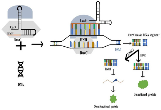Pathogens, Vol. 12, Pages 56: A Landscape of CRISPR/Cas Technique for Emerging Viral Disease Diagnostics and Therapeutics: Progress and Prospects