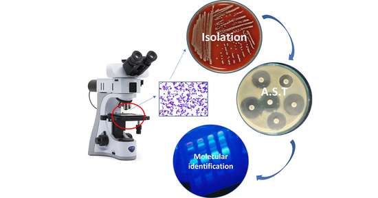 TropicalMed, Vol. 8, Pages 26: Genotypic and Phenotypic Characterization of Erythromycin-Resistant Staphylococcus aureus Isolated from Bovine Mastitis and Humans in Close Contact