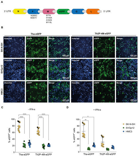 Viruses, Vol. 15, Pages 88: Susceptibilities of CNS Cells towards Rabies Virus Infection Is Linked to Cellular Innate Immune Responses