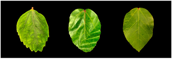 Viruses, Vol. 15, Pages 90: First Detection and Genome Characterization of a New RNA Virus, Hibiscus Betacarmovirus, and a New DNA Virus, Hibiscus Soymovirus, Naturally Infecting Hibiscus spp. in Hawaii