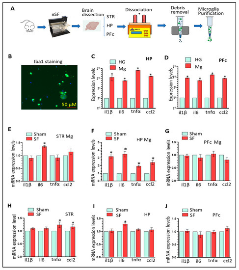 Cells, Vol. 12, Pages 160: Sleep-Disturbance-Induced Microglial Activation Involves CRH-Mediated Galectin 3 and Autophagy Dysregulation