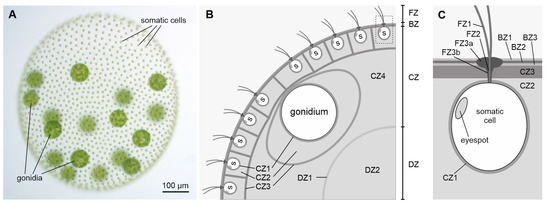 Cells, Vol. 12, Pages 134: Cell Type-Specific Pherophorins of Volvox carteri Reveal Interplay of Both Cell Types in ECM Biosynthesis