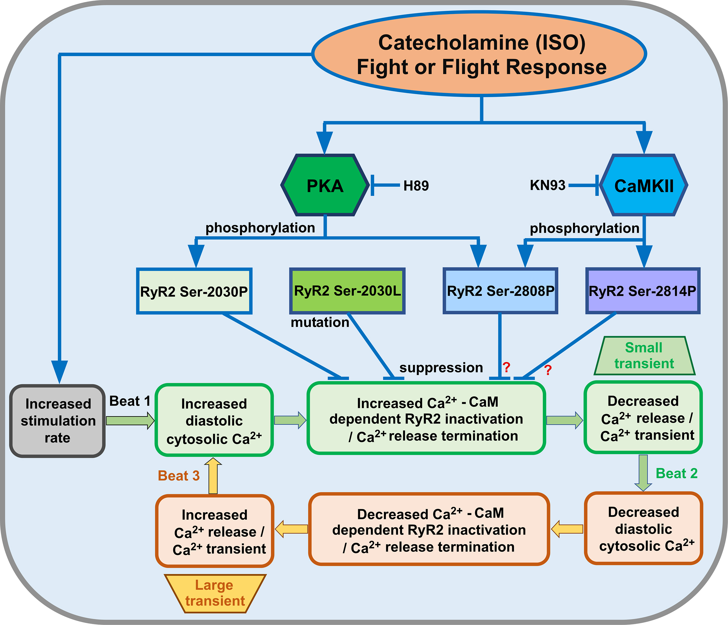 RyR2 Serine-2030 PKA Site Governs Ca2+ Release Termination and Ca2+ Alternans