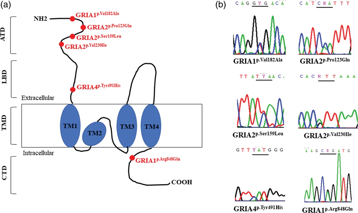 Identification of rare missense mutations in the glutamate ionotropic receptor AMPA type subunit genes in schizophrenia