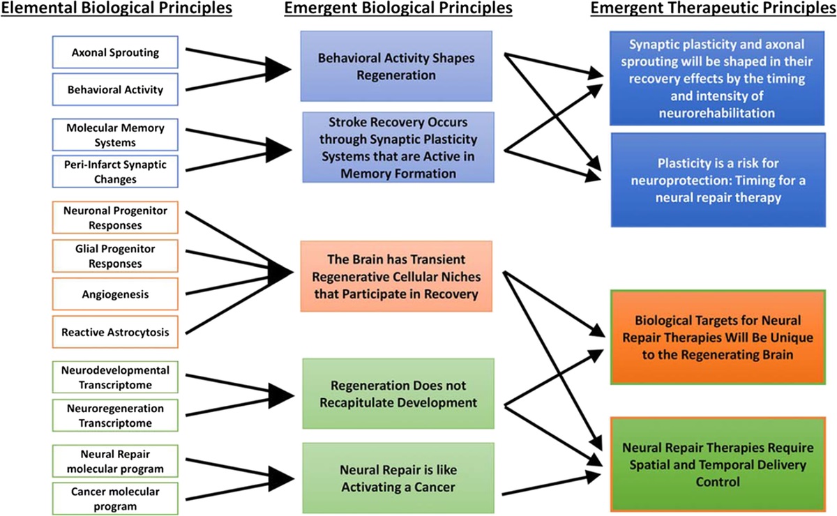 A Unified Model for Stroke Recovery and Rehabilitation: Why Now?