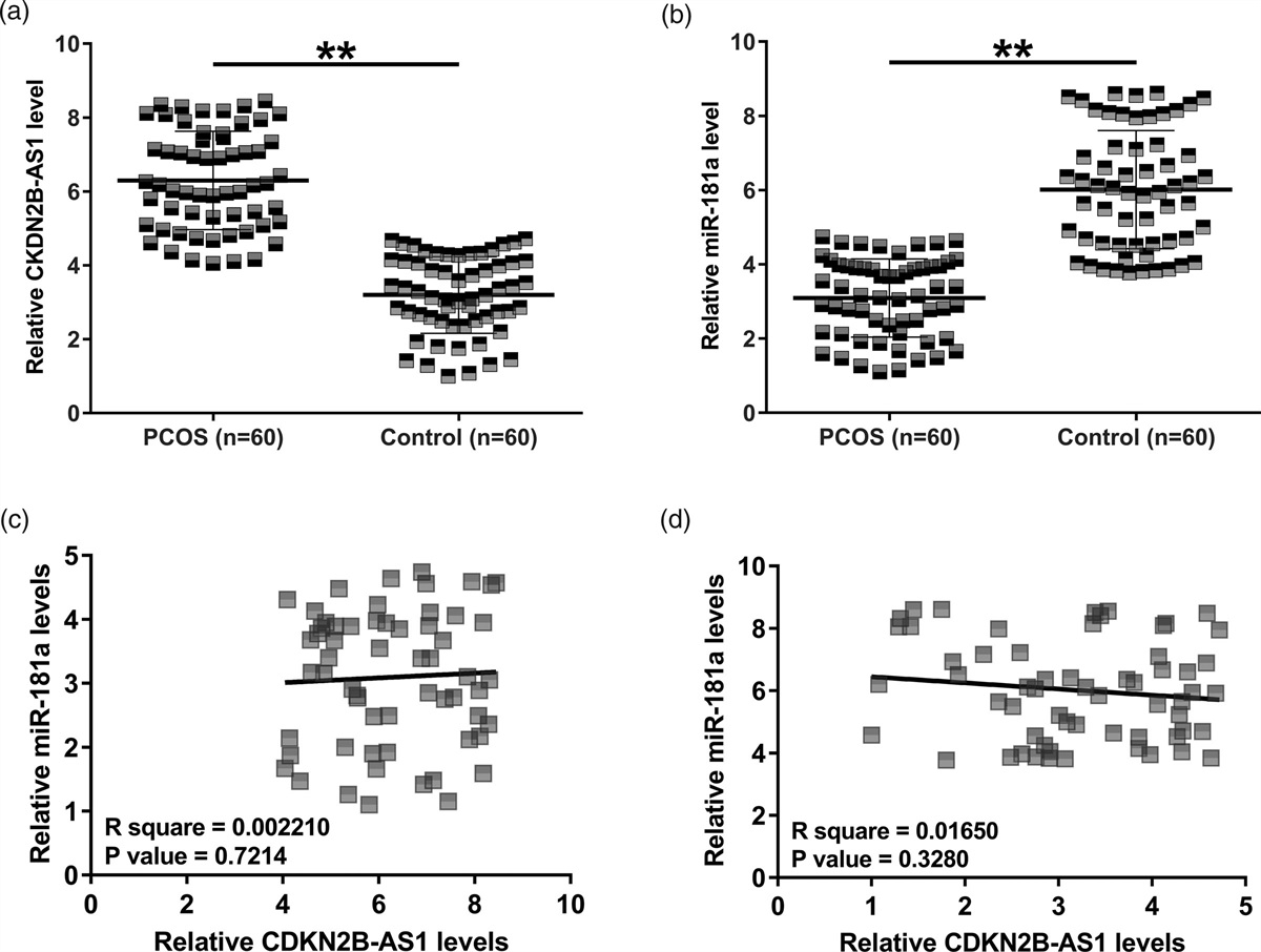 CDKN2B-AS1 is overexpressed in polycystic ovary syndrome and sponges miR-181a to promote granulosa cell proliferation