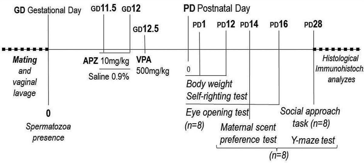 Maternal treatment with aripiprazole prevents the development of a valproic acid-induced autism-like phenotype in juvenile male mice