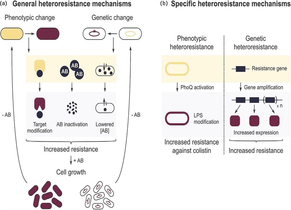 Overview of heteroresistance, persistence and optimized strategies to control them
