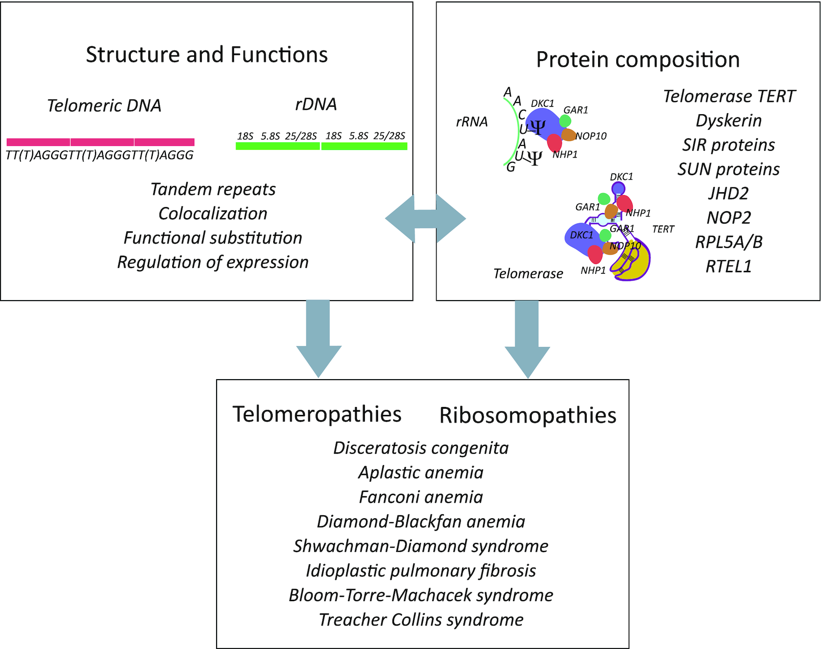 Telomere biology and ribosome biogenesis: structural and functional interconnections