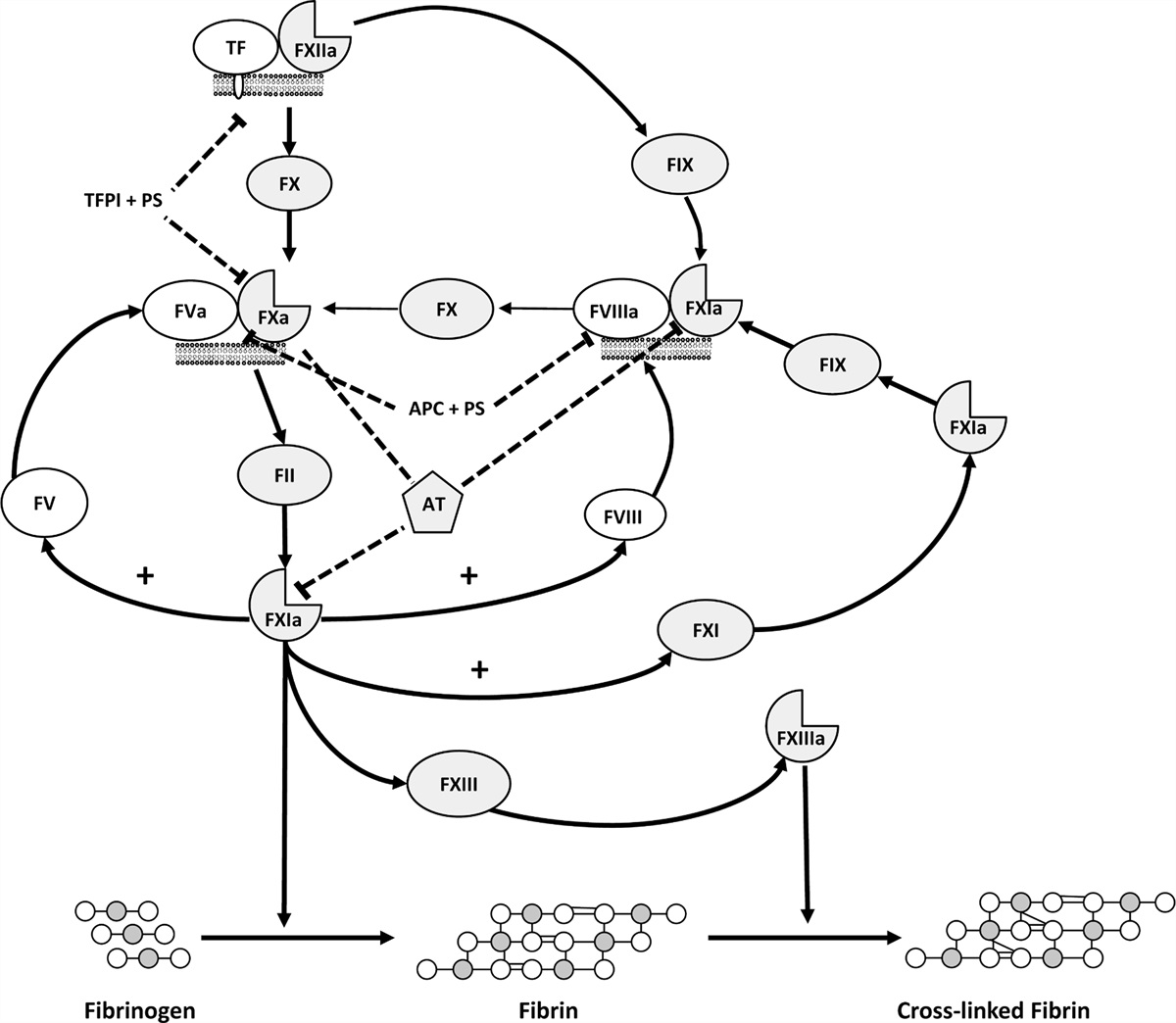 Role of tissue factor pathway inhibitor in hormone-induced venous thromboembolism