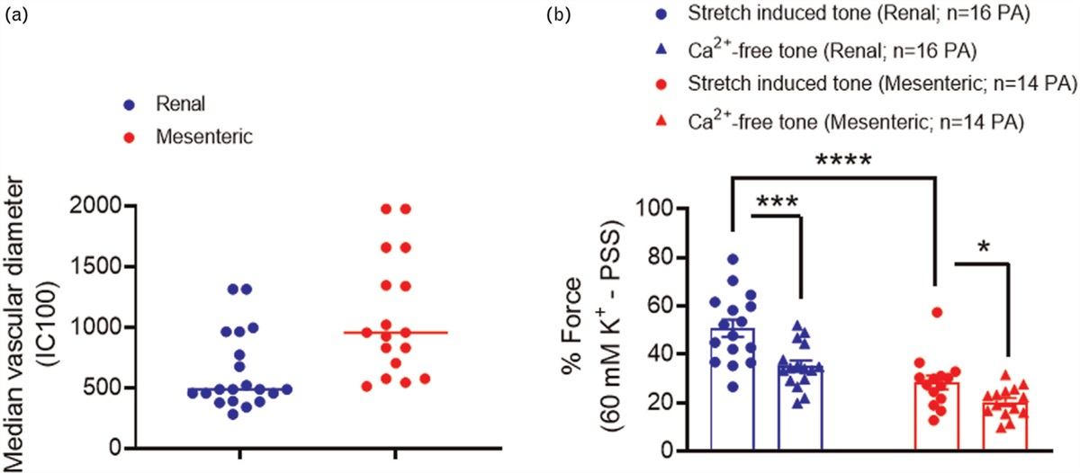 ROK and RSK2-kinase pathways differ between senescent human renal and mesenteric arteries