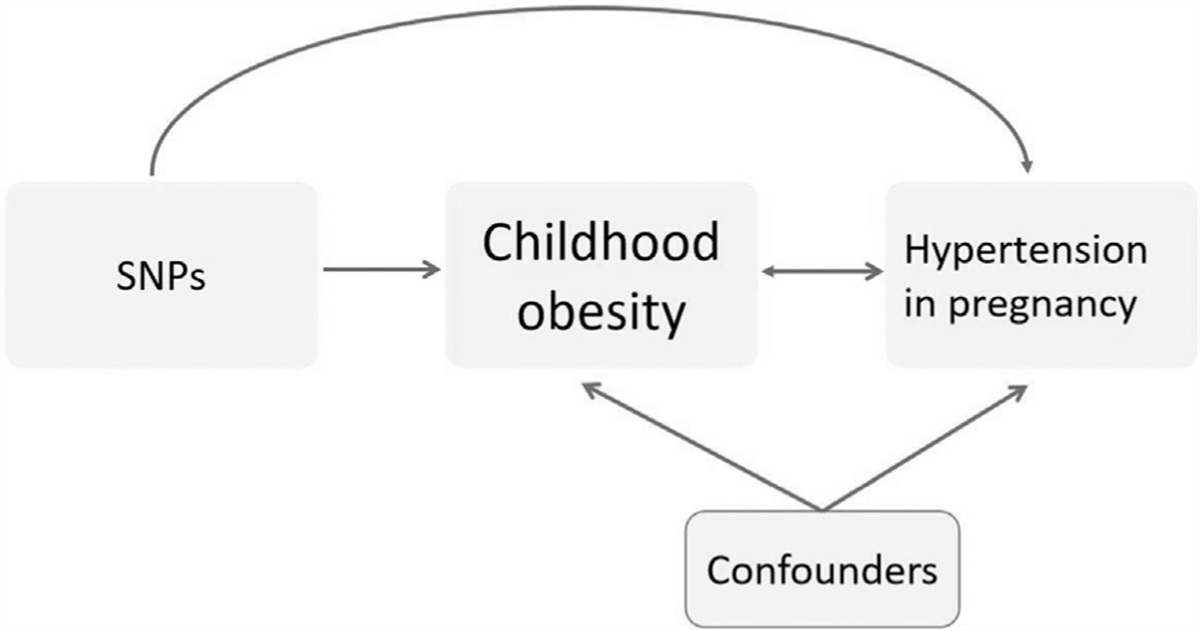 Childhood obesity and hypertension in pregnancy: a two-sample Mendelian randomization analysis