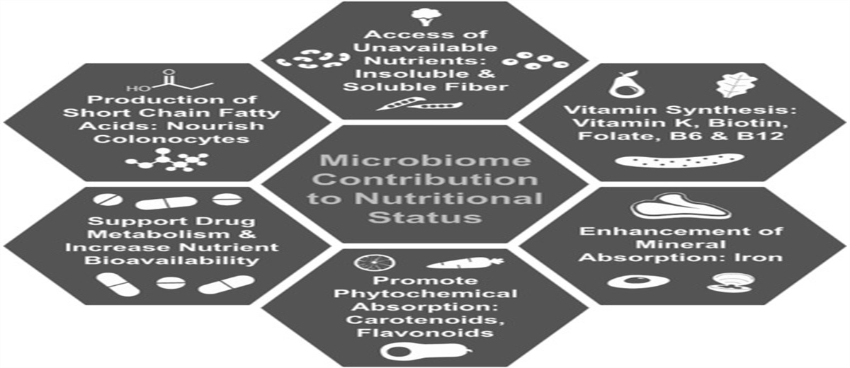 Introduction to the Gut Microbiome and Its Impact on Health and Disease