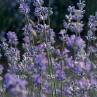 ﻿Chemical composition and comparative analysis of lavender essential oil samples from Bulgaria in relation to the pharmacological effects