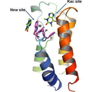 Structural and biochemical insights into purine-based drug molecules in hBRD2 delineate a unique binding mode opening new vistas in the design of inhibitors of the BET family