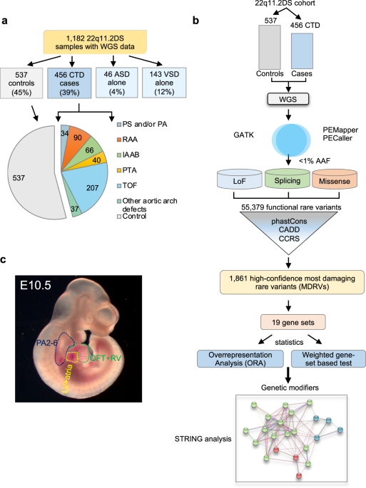 Chromatin regulators in the TBX1 network confer risk for conotruncal heart defects in 22q11.2DS
