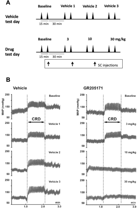 Effect of GR205171 on autonomic dysreflexia induced by colorectal distension in spinal cord injured rats