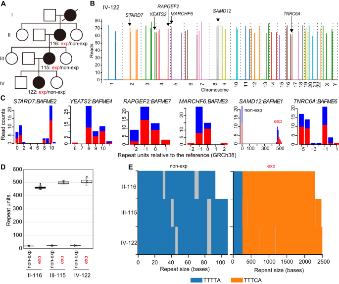 Complete SAMD12 repeat expansion sequencing in a four-generation BAFME1 family with anticipation