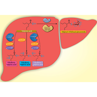 ﻿Pharmacogenetic variants of CYP2C9 and CYP2C19 associated with adverse reactions induced by antiepileptic drugs used in Peru