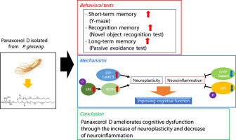 Panaxcerol D from Panax ginseng ameliorates the memory impairment induced by cholinergic blockade or Aβ25–35 peptide in mice