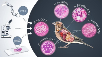 Co-infecting Haemoproteus species (Haemosporida, Apicomplexa) show different host tissue tropism during exo-erythrocytic development in Fringilla coelebs (Fringillidae)