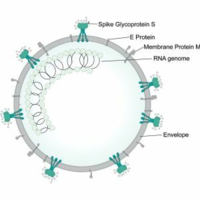 ﻿The effect of a small polyphenolic and terpenoids phytochemical constituent on curing and preventing of Covid-19 infections
