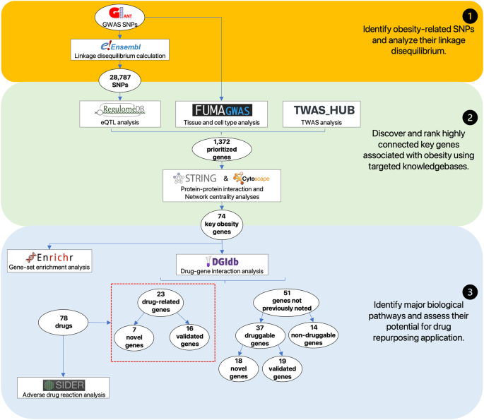 Deciphering the genetic landscape of obesity: a data-driven approach to identifying plausible causal genes and therapeutic targets