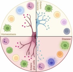 Enteric neuro-immune interactions in intestinal health and disease