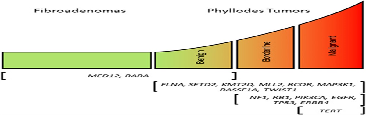 The Genetic Landscape of Fibroepithelial Lesions of the Breast