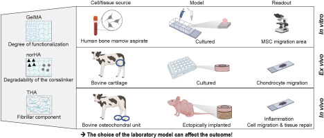 Modulating design parameters to drive cell invasion into hydrogels for osteochondral tissue formation