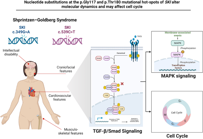 Nucleotide substitutions at the p.Gly117 and p.Thr180 mutational hot-spots of SKI alter molecular dynamics and may affect cell cycle
