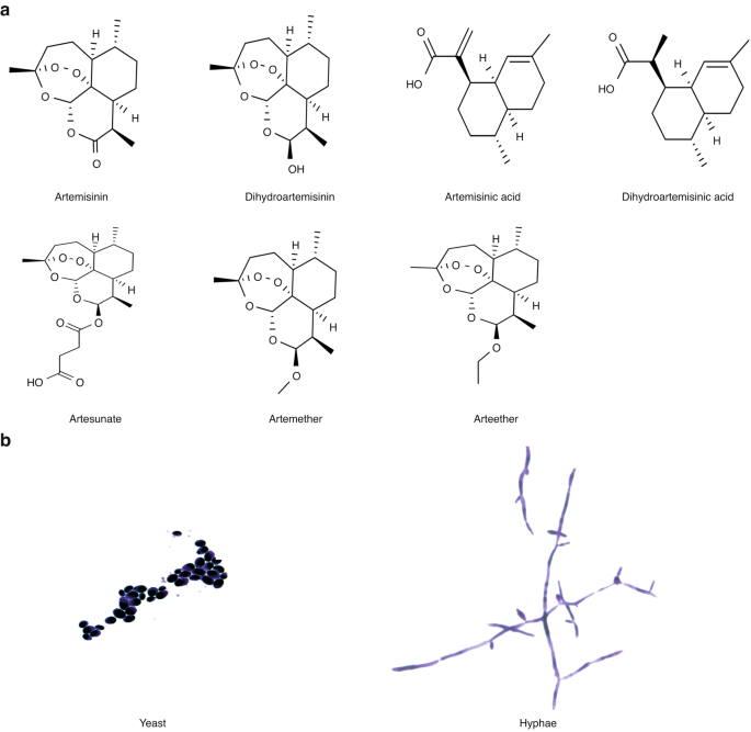 Artemisinins inhibit oral candidiasis caused by Candida albicans through the repression on its hyphal development