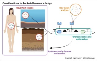 Design of synthetic bacterial biosensors