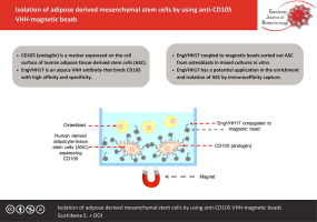 Isolation of adipose derived mesenchymal stem cells by using anti-CD105 VHH-magnetic beads