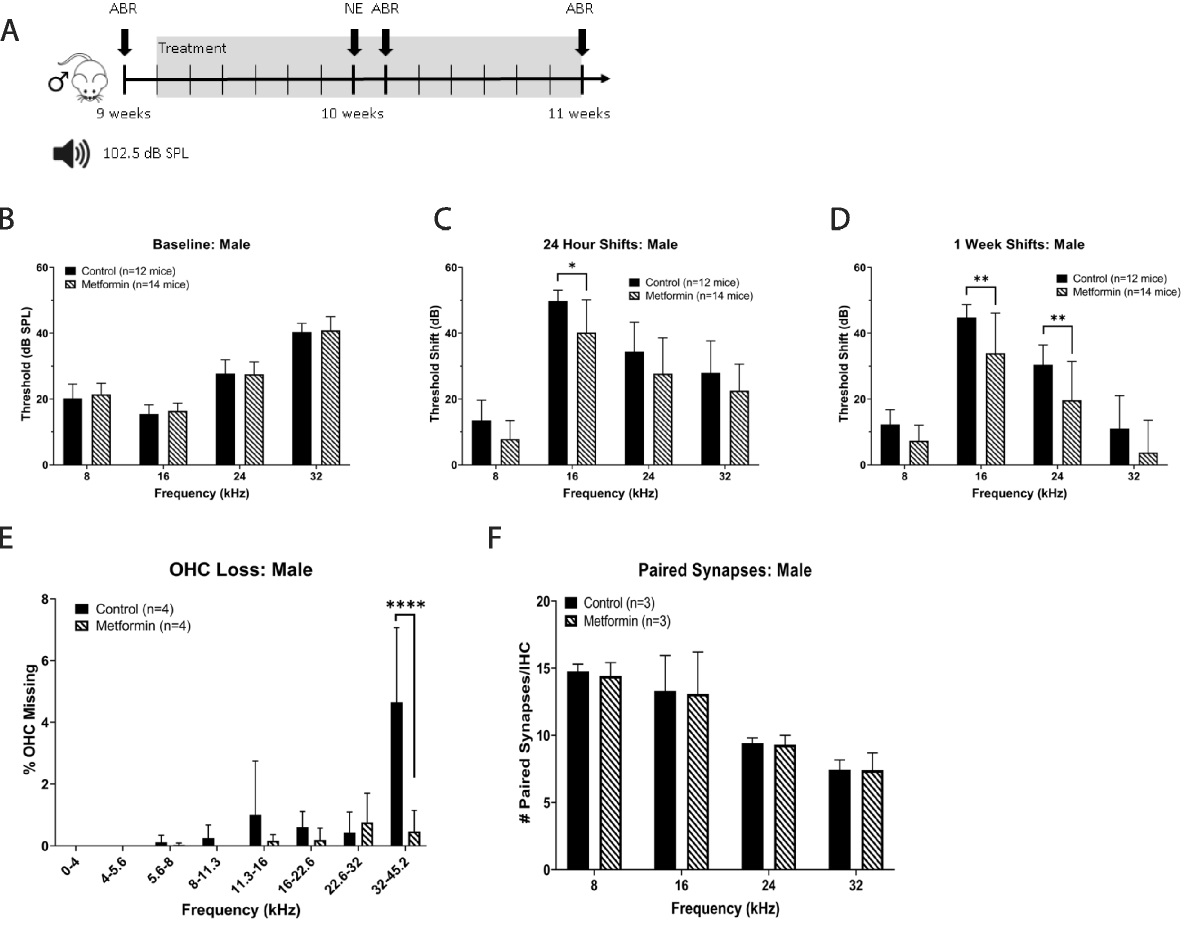 Metformin Protects Against Noise-Induced Hearing Loss in Male Mice