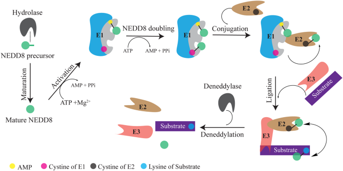 Discovery of neddylation E2s inhibitors with therapeutic activity