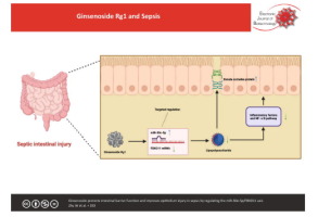 Ginsenoside protects intestinal barrier function and improves epithelium injury in sepsis by regulating the miR-30e-5p/FBXO11 axis