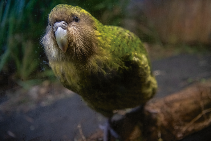 Sequencing to save the Kākāpō