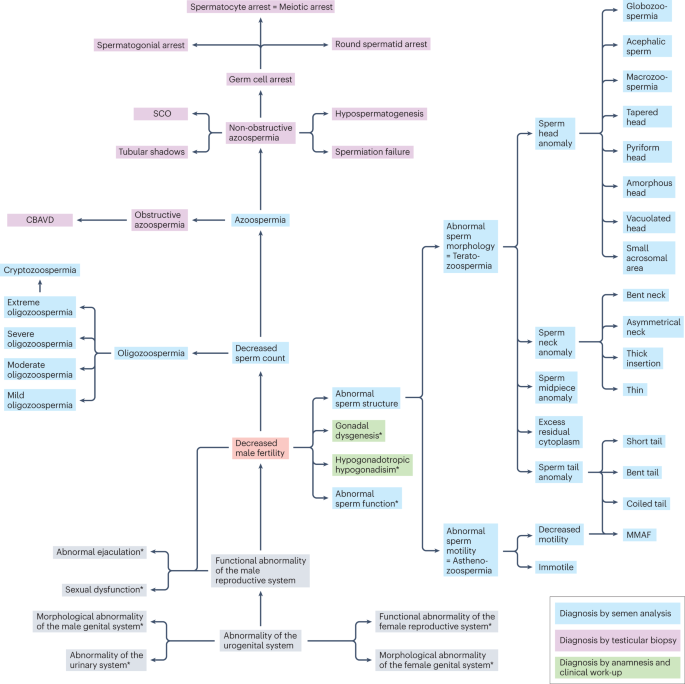 Improved phenotypic classification of male infertility to promote discovery of genetic causes