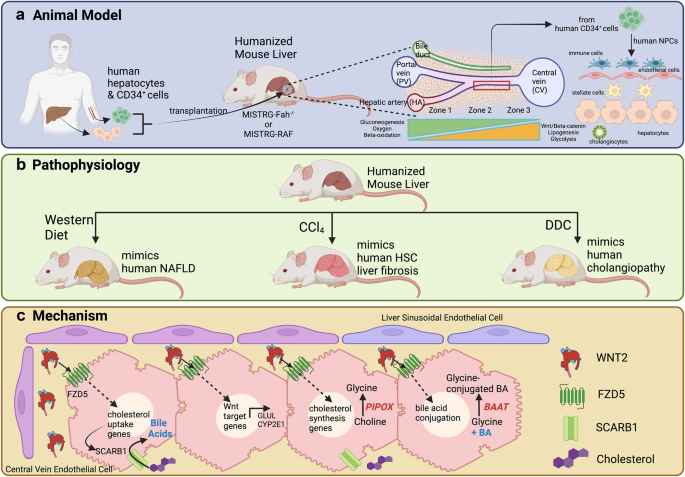 Learning human liver biology in humanized mice