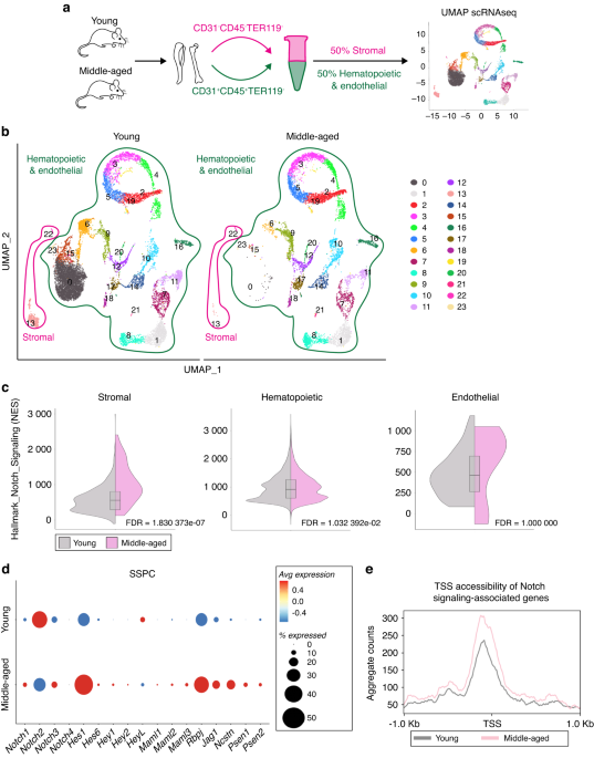 Loss of Notch signaling in skeletal stem cells enhances bone formation with aging