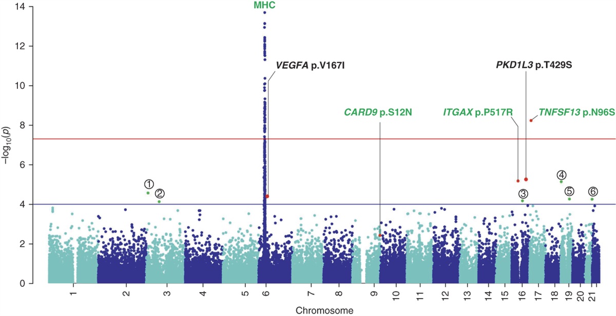 Genome-Wide Association Analysis of Protein-Coding Variants in IgA Nephropathy